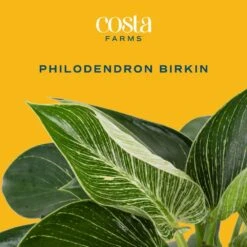 Philodendron Birkin Indoor Plant In 6 In. Self-Watering Decor Pot, Average Shipping Height 1-2 Ft. Tall -ECO PLANTS SHOP costa farms house plants m pbv s lwg 01 c3 1000