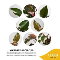 Pink Princess Philodendron Indoor Plant In 6 In. Self-Watering Planter, Average Shipping Height 1-2 Ft. Tall -ECO PLANTS SHOP costa farms house plants m ppp p wht 01 1d 1000