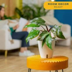 Pink Princess Philodendron Indoor Plant In 6 In. Self-Watering Planter, Average Shipping Height 1-2 Ft. Tall -ECO PLANTS SHOP costa farms house plants m ppp p wht 01 40 1000