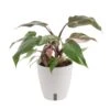 Pink Princess Philodendron Indoor Plant In 6 In. Self-Watering Planter, Average Shipping Height 1-2 Ft. Tall 1 Pink Princess Philodendron Indoor Plant In 6 In. Self-Watering Planter, Average Shipping Height 1-2 Ft. Tall -ECO PLANTS SHOP costa farms house plants m ppp p wht 01 64 1000