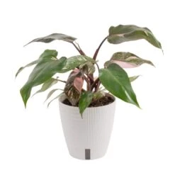 Pink Princess Philodendron Indoor Plant In 6 In. Self-Watering Planter, Average Shipping Height 1-2 Ft. Tall