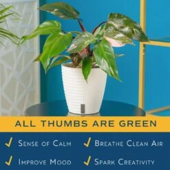 Pink Princess Philodendron Indoor Plant In 6 In. Self-Watering Planter, Average Shipping Height 1-2 Ft. Tall -ECO PLANTS SHOP costa farms house plants m ppp p wht 01 a0 1000