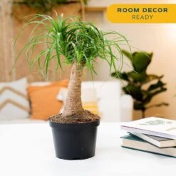 Ponytail Indoor Palm In 6 In. Grower Pot, Avg. Shipping Height 1-2 Ft. Tall -ECO PLANTS SHOP costa farms house plants m ptp g pot 01 31 1000
