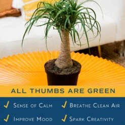 Ponytail Indoor Palm In 6 In. Grower Pot, Avg. Shipping Height 1-2 Ft. Tall -ECO PLANTS SHOP costa farms house plants m ptp g pot 01 44 1000