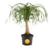 Ponytail Indoor Palm In 6 In. Grower Pot, Avg. Shipping Height 1-2 Ft. Tall 1 Ponytail Indoor Palm In 6 In. Grower Pot, Avg. Shipping Height 1-2 Ft. Tall -ECO PLANTS SHOP costa farms house plants m ptp g pot 01 64 1000
