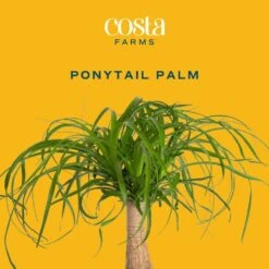 Ponytail Indoor Palm In 6 In. Grower Pot, Avg. Shipping Height 1-2 Ft. Tall -ECO PLANTS SHOP costa farms house plants m ptp g pot 01 c3 1000