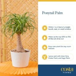 Ponytail Indoor Palm In 6 In. Grower Pot, Avg. Shipping Height 1-2 Ft. Tall -ECO PLANTS SHOP costa farms house plants m ptp g pot 01 fa 1000