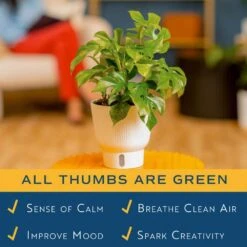 Trending Tropical Rhaphidophora Tetrasperma Mini Monstera Indoor Plant In 6 In. Self-Watering Pot -ECO PLANTS SHOP costa farms house plants m rtm s mwg 01 4f 1000