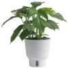 Trending Tropical Rhaphidophora Tetrasperma Mini Monstera Indoor Plant In 6 In. Self-Watering Pot 1 Trending Tropical Rhaphidophora Tetrasperma Mini Monstera Indoor Plant In 6 In. Self-Watering Pot -ECO PLANTS SHOP costa farms house plants m rtm s mwg 01 64 1000