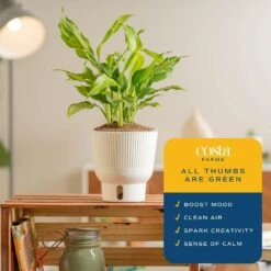Trending Tropical Spathonema Aglaonema Indoor Plant In 6 In. Self-Watering Pot 12 Trending Tropical Spathonema Aglaonema Indoor Plant In 6 In. Self-Watering Pot -ECO PLANTS SHOP costa farms house plants m saa s mwg 01 1f 1000