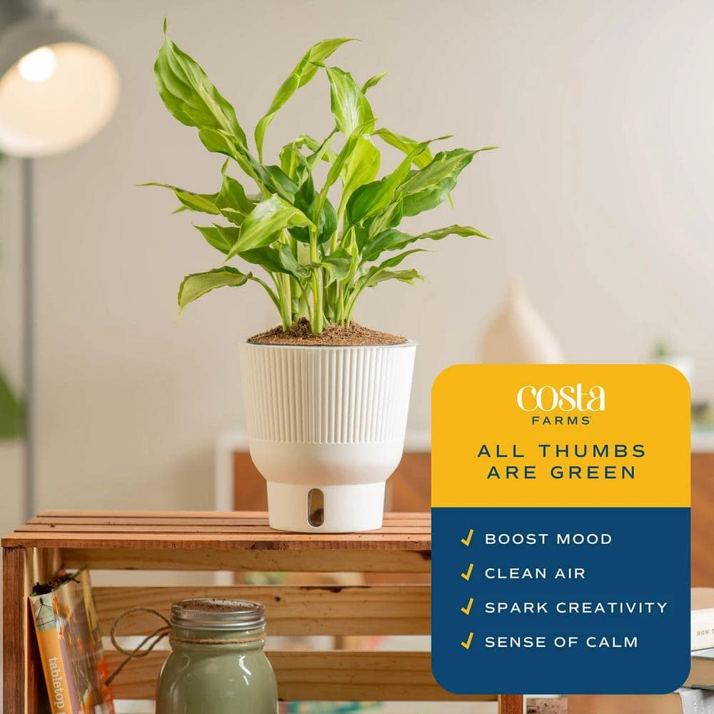 Trending Tropical Spathonema Aglaonema Indoor Plant In 6 In. Self-Watering Pot 6 Trending Tropical Spathonema Aglaonema Indoor Plant In 6 In. Self-Watering Pot - Image 4