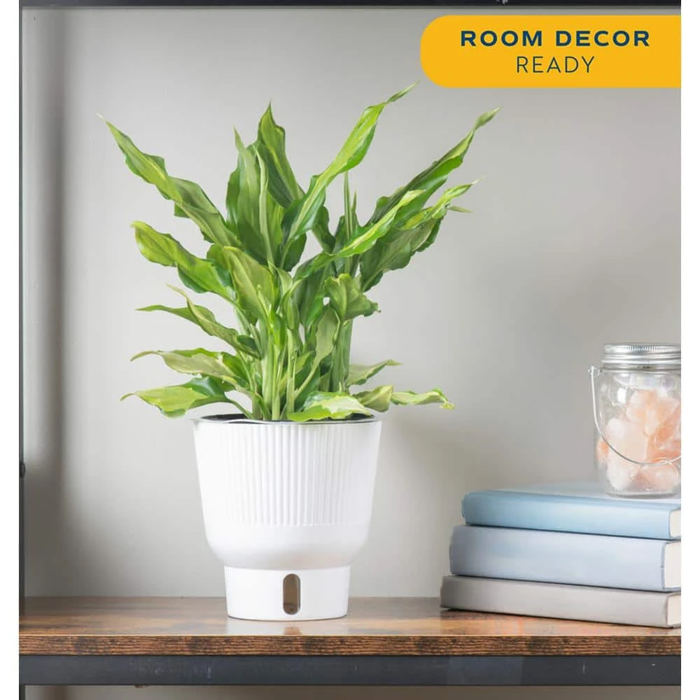 Trending Tropical Spathonema Aglaonema Indoor Plant In 6 In. Self-Watering Pot 5 Trending Tropical Spathonema Aglaonema Indoor Plant In 6 In. Self-Watering Pot - Image 3