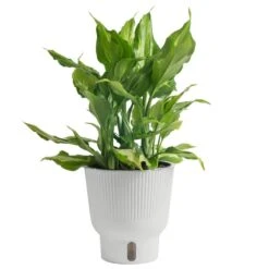 Trending Tropical Spathonema Aglaonema Indoor Plant In 6 In. Self-Watering Pot