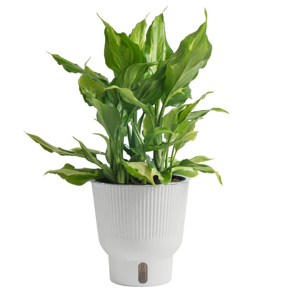 Trending Tropical Spathonema Aglaonema Indoor Plant In 6 In. Self-Watering Pot 3 Trending Tropical Spathonema Aglaonema Indoor Plant In 6 In. Self-Watering Pot