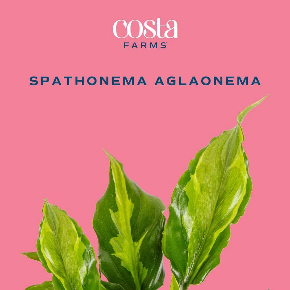 Trending Tropical Spathonema Aglaonema Indoor Plant In 6 In. Self-Watering Pot 4 Trending Tropical Spathonema Aglaonema Indoor Plant In 6 In. Self-Watering Pot - Image 2