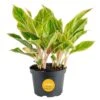 Aglaonema Creta Indoor Plant In 6 In. Grower Pot, Avg. Shipping Height 1-2 Ft. Tall -ECO PLANTS SHOP costa farms house plants m sav g pot 01 64 1000