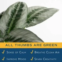 Trending Tropical Silver Indukan Plant In 6 In. Self-Watering Planter, Average Shipping Height 1-2 Ft. Tall -ECO PLANTS SHOP costa farms house plants m sch p wht 01 31 1000