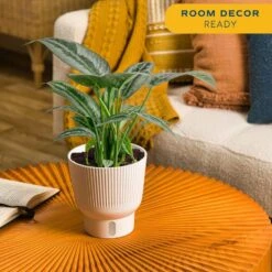 Trending Tropical Silver Indukan Plant In 6 In. Self-Watering Planter, Average Shipping Height 1-2 Ft. Tall -ECO PLANTS SHOP costa farms house plants m sch p wht 01 4f 1000