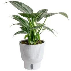 Trending Tropical Silver Indukan Plant In 6 In. Self-Watering Planter, Average Shipping Height 1-2 Ft. Tall