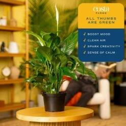 Spathiphyllum Peace Lily Indoor Plant In 6 In. Grower Pot, Avg. Shipping Height 1-2 Ft. Tall -ECO PLANTS SHOP costa farms house plants m spa g pot 01 31 1000