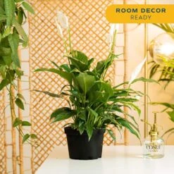 Spathiphyllum Peace Lily Indoor Plant In 6 In. Grower Pot, Avg. Shipping Height 1-2 Ft. Tall -ECO PLANTS SHOP costa farms house plants m spa g pot 01 44 1000
