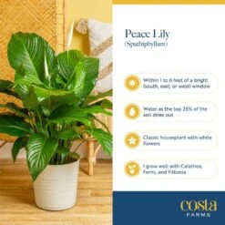 Spathiphyllum Peace Lily Indoor Plant In 6 In. Grower Pot, Avg. Shipping Height 1-2 Ft. Tall -ECO PLANTS SHOP costa farms house plants m spa g pot 01 fa 1000