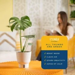 Trending Tropical Thai Constellation Indoor Plant In 6 In. Self-Watering Planter, Average Shipping Height 1-2 Ft. Tall -ECO PLANTS SHOP costa farms house plants m tcm s mwg 01 1f 1000