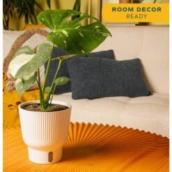 Trending Tropical Thai Constellation Indoor Plant In 6 In. Self-Watering Planter, Average Shipping Height 1-2 Ft. Tall -ECO PLANTS SHOP costa farms house plants m tcm s mwg 01 4f 1000