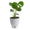 Trending Tropical Thai Constellation Indoor Plant In 6 In. Self-Watering Planter, Average Shipping Height 1-2 Ft. Tall -ECO PLANTS SHOP costa farms house plants m tcm s mwg 01 64 1000