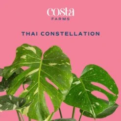 Trending Tropical Thai Constellation Indoor Plant In 6 In. Self-Watering Planter, Average Shipping Height 1-2 Ft. Tall -ECO PLANTS SHOP costa farms house plants m tcm s mwg 01 c3 1000