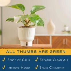 White Knight Philodendron Indoor Plant In 6 In. Self-Watering Planter, Average Shipping Height 1-2 Ft. Tall -ECO PLANTS SHOP costa farms house plants m wkp s mwg 01 31 1000