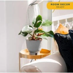 White Knight Philodendron Indoor Plant In 6 In. Self-Watering Planter, Average Shipping Height 1-2 Ft. Tall -ECO PLANTS SHOP costa farms house plants m wkp s mwg 01 4f 1000