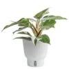 White Knight Philodendron Indoor Plant In 6 In. Self-Watering Planter, Average Shipping Height 1-2 Ft. Tall -ECO PLANTS SHOP costa farms house plants m wkp s mwg 01 64 1000