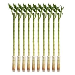 Lucky Bamboo Stalks Indoor Plant, Avg. Shipping Height 10 In. Tall, 10-Pk