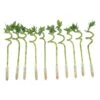 Lucky Bamboo Spiral Stalks Indoor Plant, Avg. Shipping Height 10 In. Tall, 10-Pk -ECO PLANTS SHOP costa farms house plants s lsl 0 10 64 1000