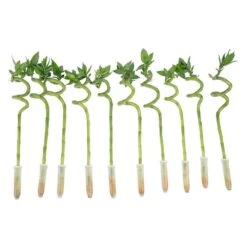 Lucky Bamboo Spiral Stalks Indoor Plant, Avg. Shipping Height 10 In. Tall, 10-Pk