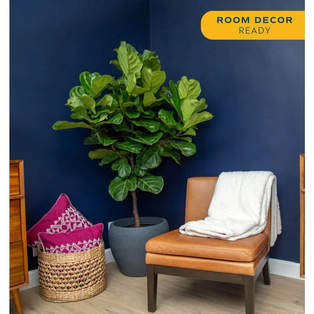 Ficus Lyrata Fiddle Leaf Fig Standard Indoor Plant In 14 In. Grower's Pot, Average Shipping Height 5-6 Ft. Tall 7 Ficus Lyrata Fiddle Leaf Fig Standard Indoor Plant In 14 In. Grower's Pot, Average Shipping Height 5-6 Ft. Tall - Image 5