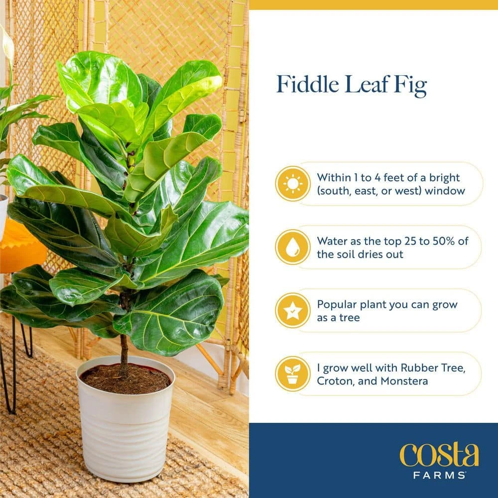 Ficus Lyrata Fiddle Leaf Fig Standard Indoor Plant In 14 In. Grower's Pot, Average Shipping Height 5-6 Ft. Tall 10 Ficus Lyrata Fiddle Leaf Fig Standard Indoor Plant In 14 In. Grower's Pot, Average Shipping Height 5-6 Ft. Tall - Image 8