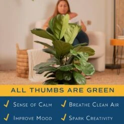 Ficus Lyrata Fiddle Leaf Fig Standard Indoor Plant In 14 In. Grower's Pot, Average Shipping Height 5-6 Ft. Tall 13 Ficus Lyrata Fiddle Leaf Fig Standard Indoor Plant In 14 In. Grower's Pot, Average Shipping Height 5-6 Ft. Tall -ECO PLANTS SHOP costa farms house plants xl 6fl g pot 01 4f 1000