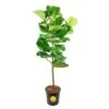 Ficus Lyrata Fiddle Leaf Fig Standard Indoor Plant In 14 In. Grower's Pot, Average Shipping Height 5-6 Ft. Tall -ECO PLANTS SHOP costa farms house plants xl 6fl g pot 01 64 1000