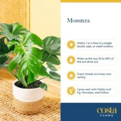 Trending Tropical Little Swiss Cheese Monstera Indoor Plant In 6 In. Self-Watering Planter 14 Trending Tropical Little Swiss Cheese Monstera Indoor Plant In 6 In. Self-Watering Planter -ECO PLANTS SHOP costa farms monstera plants co 1 41mon 3 tr 1f 1000