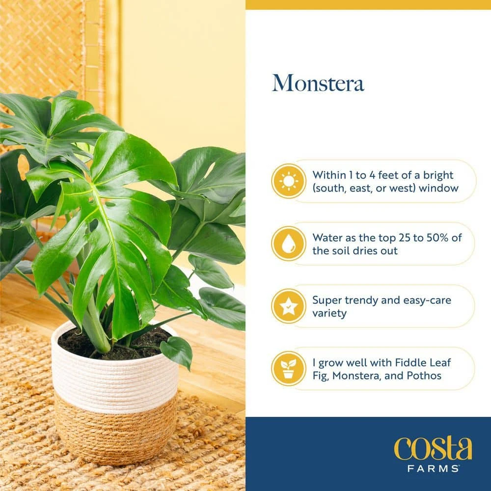 Trending Tropical Little Swiss Cheese Monstera Indoor Plant In 6 In. Self-Watering Planter 7 Trending Tropical Little Swiss Cheese Monstera Indoor Plant In 6 In. Self-Watering Planter - Image 5