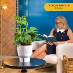 Trending Tropical Little Swiss Cheese Monstera Indoor Plant In 6 In. Self-Watering Planter 13 Trending Tropical Little Swiss Cheese Monstera Indoor Plant In 6 In. Self-Watering Planter -ECO PLANTS SHOP costa farms monstera plants co 1 41mon 3 tr 4f 1000
