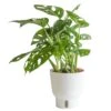 Trending Tropical Little Swiss Cheese Monstera Indoor Plant In 6 In. Self-Watering Planter -ECO PLANTS SHOP costa farms monstera plants co 1 41mon 3 tr 64 1000