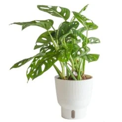 Trending Tropical Little Swiss Cheese Monstera Indoor Plant In 6 In. Self-Watering Planter