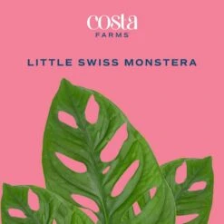 Trending Tropical Little Swiss Cheese Monstera Indoor Plant In 6 In. Self-Watering Planter 12 Trending Tropical Little Swiss Cheese Monstera Indoor Plant In 6 In. Self-Watering Planter -ECO PLANTS SHOP costa farms monstera plants co 1 41mon 3 tr c3 1000