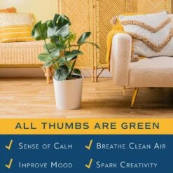 Monstera Deliciosa Swiss Cheese Indoor Plant, In 10 In. Decor Pot Avg. Shipping Height 2-3 Ft. Tall -ECO PLANTS SHOP costa farms monstera plants co 3 pm10 parwht 31 1000