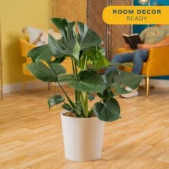Monstera Deliciosa Swiss Cheese Indoor Plant, In 10 In. Decor Pot Avg. Shipping Height 2-3 Ft. Tall -ECO PLANTS SHOP costa farms monstera plants co 3 pm10 parwht 4f 1000