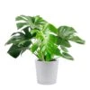 Monstera Deliciosa Swiss Cheese Indoor Plant, In 10 In. Decor Pot Avg. Shipping Height 2-3 Ft. Tall 2 Monstera Deliciosa Swiss Cheese Indoor Plant, In 10 In. Decor Pot Avg. Shipping Height 2-3 Ft. Tall -ECO PLANTS SHOP costa farms monstera plants co 3 pm10 parwht 64 1000