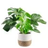 Philodendron Monstera Swiss Cheese Indoor Plant In 10 In. Decor Weave Planter, Avg. Shipping Height 2-3 Ft. Tall -ECO PLANTS SHOP costa farms monstera plants co pm10 3 cyl 64 1000